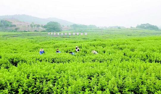 某艾草种植及加工项目可行性研究报告案例(图1)