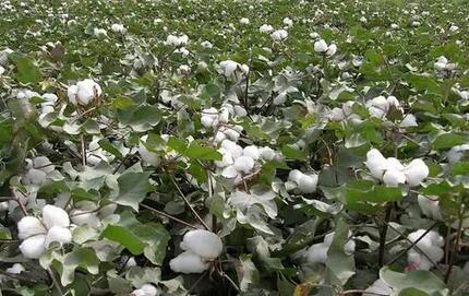 某地区棉花种植项目可行性报告(图1)
