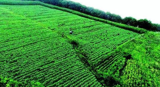 某地区中草药种植项目可行性报告案例(图1)