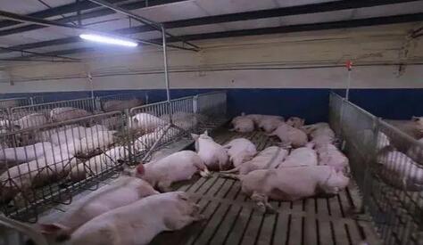 江苏某地区生猪养殖场建设可行性研究报告案例(图1)