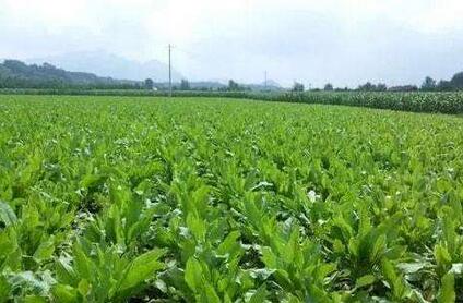 食叶草种植可行性报告范文模板(图1)