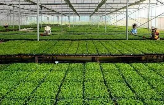 农业种植基地建设可行性研究报告主要内容(图1)