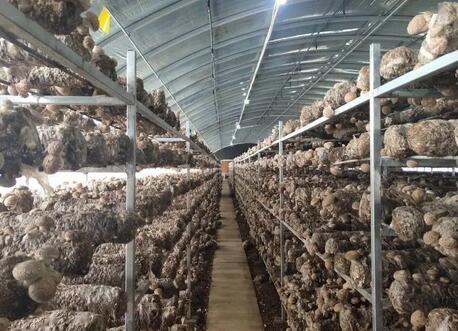 河北某食用菌全产业示范园项目申请报告案例(图1)