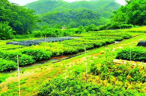 种植中药可行性报告如何编写？(图1)