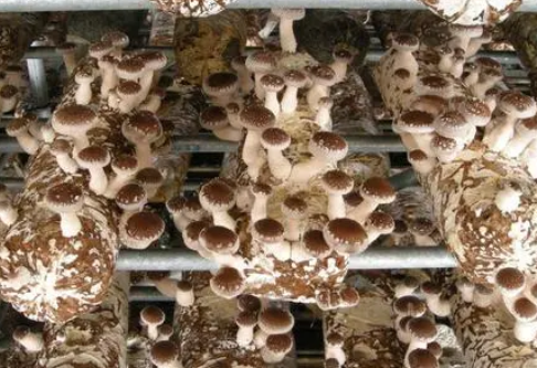 食用菌种植项目可行性研究报告如何编写？(图1)