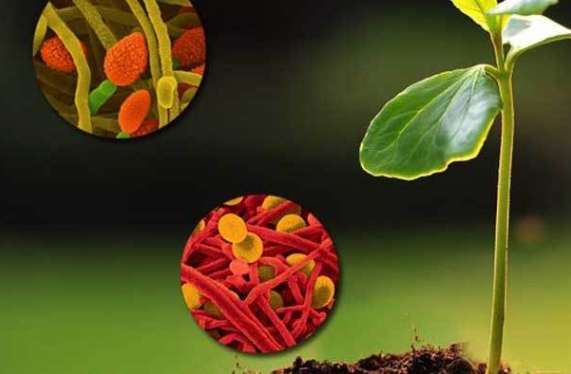某生物刺激素建设项目可行性研究报告案例(图1)