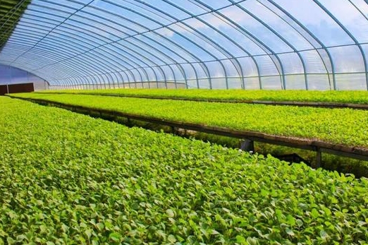 农业种植项目可行性报告如何编写？(图1)