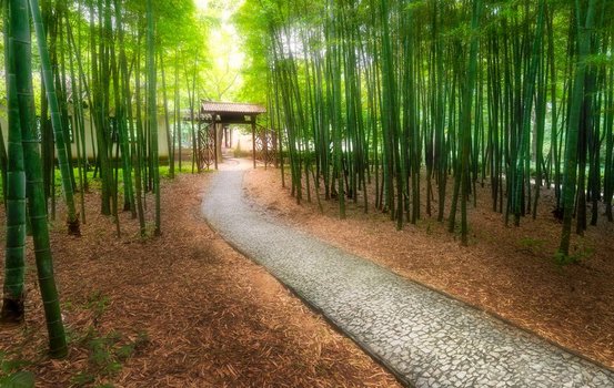某竹林种植项目可行性研究报告案例(图1)