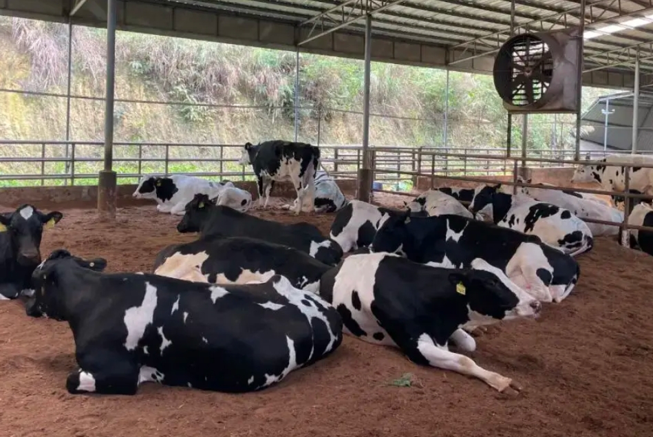肉牛养殖场建设项目可行性研究报告(图1)