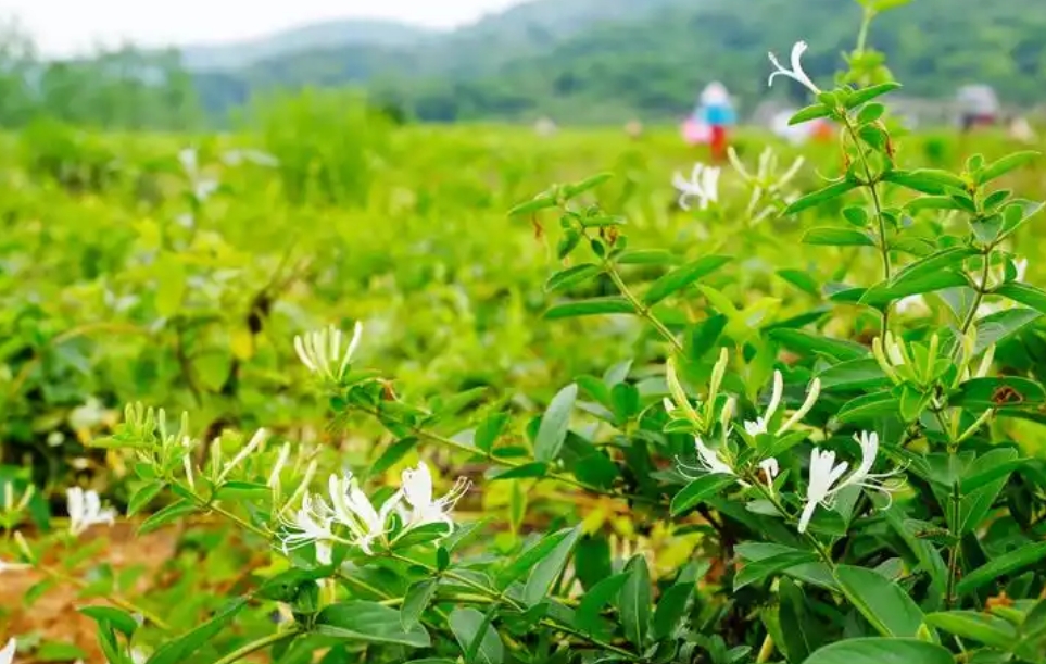 金银花种植项目可行性报告内容(图1)