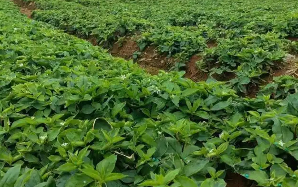 中草药种植可行性报告内容(图1)