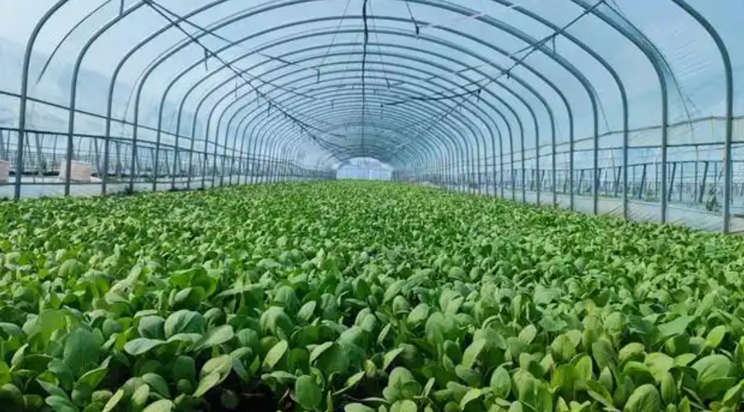 大棚蔬菜种植可行性报告内容(图1)