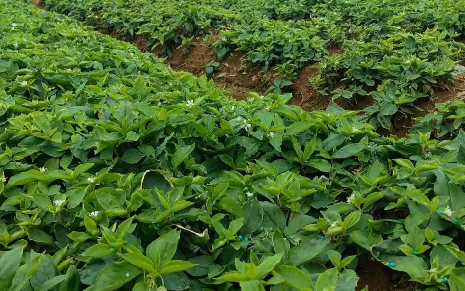 中药材种植项目可行性报告内容(图1)