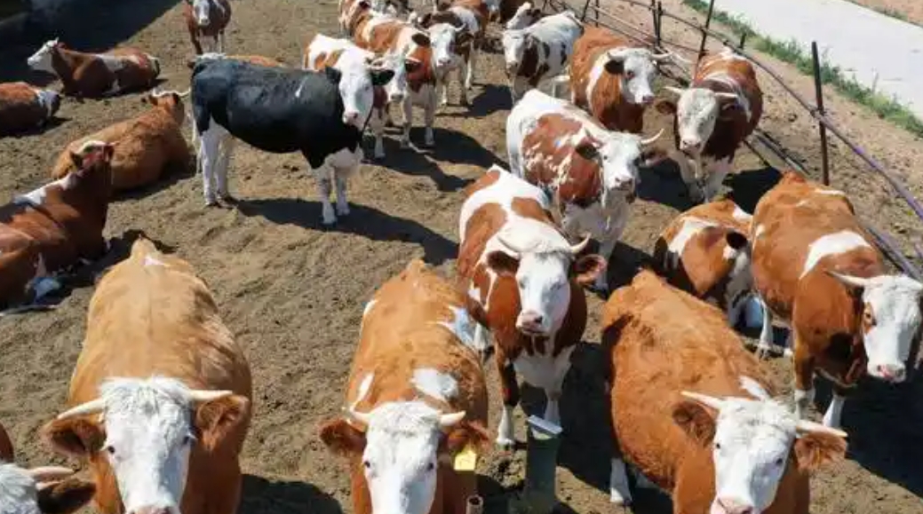 肉牛养殖可行性研究报告范文(图1)