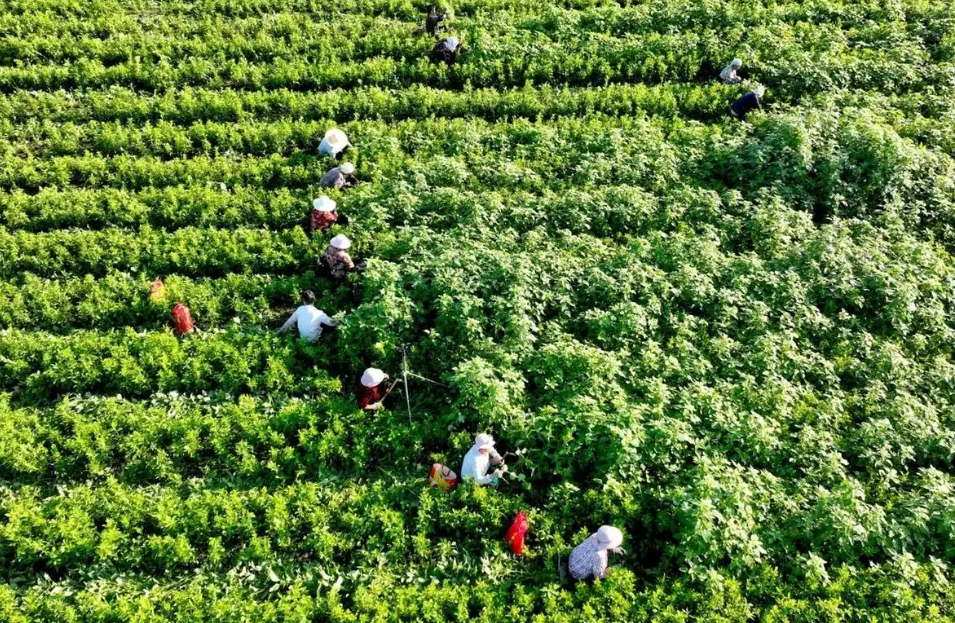 中药材种植可行性报告范文模板(图1)