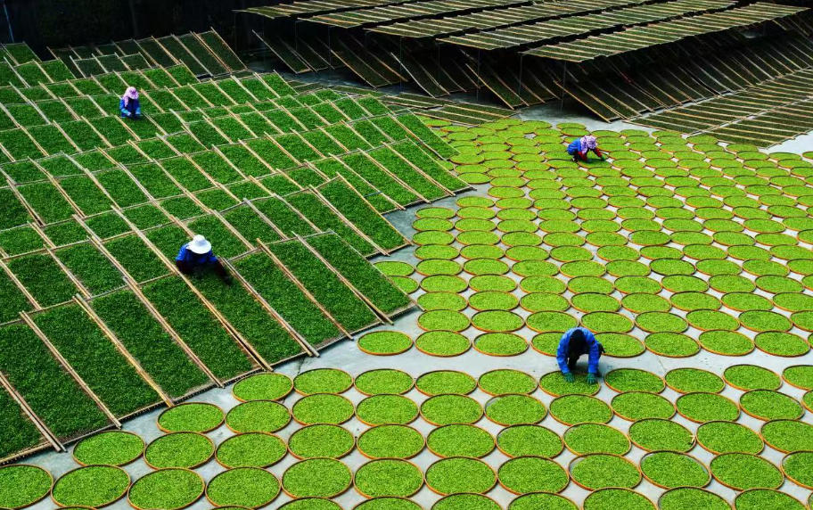 某茶叶加工项目可行性研究报告案例(图1)