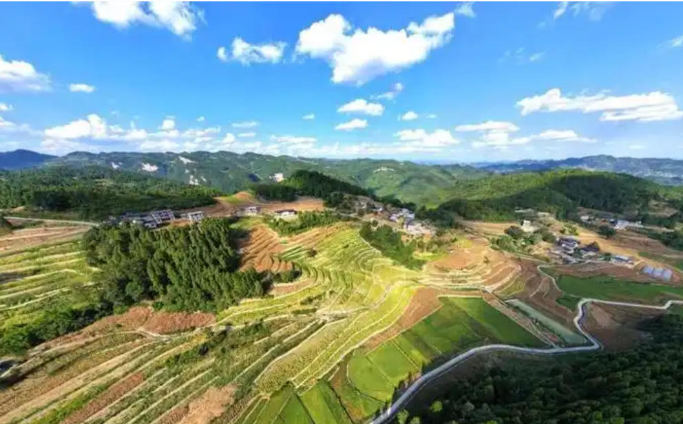 林地可行性研究报告 林地可行性研究报告主要内容(图1)