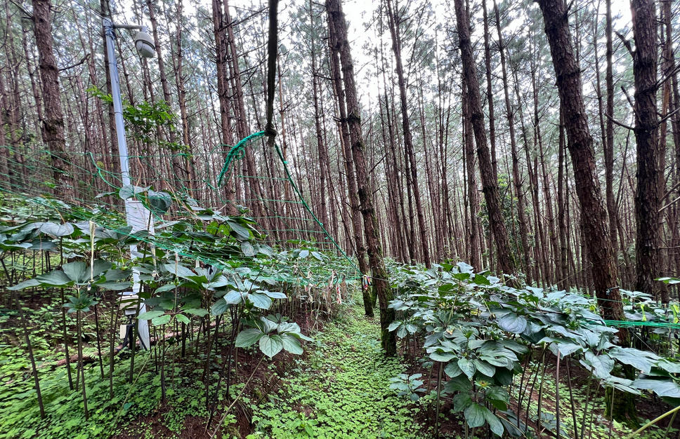 林下种植中药材项目 林下种植中药材项目可行性报告范文(图1)